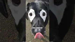 These Dogs Have Rare Genetic Conditions