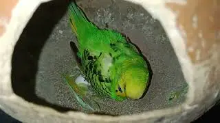 Bhut din baat firse apna budgies budding check Kiya😍