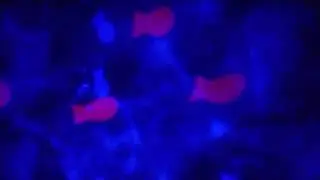 Zazu Видра Otto ZA-OTTO-01