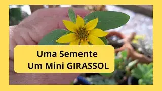 MIA E CROCHÊ,  RECANTO: CAFÉS,  LIVROS,  #MINI #GIRASSOL E UMA ESPIADINHA NA  SUCULENTA PUNITA