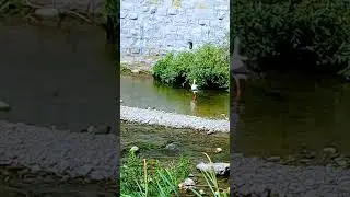 river Yantra Bulgaria #nature #travel #birds #river #bulgaria