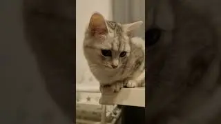 Table Observation