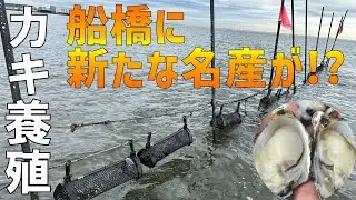 船橋の新たな名産に⁉カキの養殖試験】ふなばしCITYNEWS令和5年5月15日放送