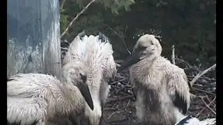 11.6.2010: Storchenwebcam Luisenpark, Fütterung