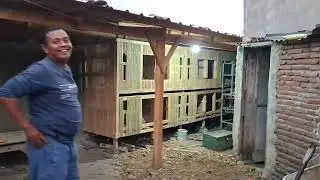 kandang ayam super pak oman sedang di renovasi || Jompa Official