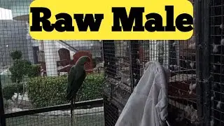 Raw Male | Male out of the Cage | Raw Male Open the Cage Door | Cage Door Open