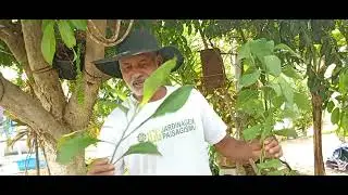 Hoje eu vou mostrar algumas plantas t&oacute;xicas e n&atilde;o t&oacute;xicas 
