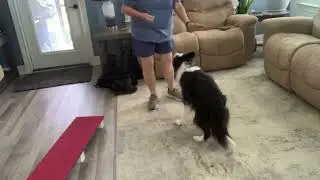 Warm up, spin, twirl, nose touch, chin rest