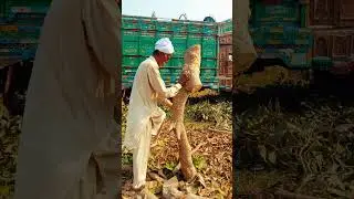 loading🤣🤣#tree #logging #chainsaws #logger #powertools #nature #bigwood #secondgrowth