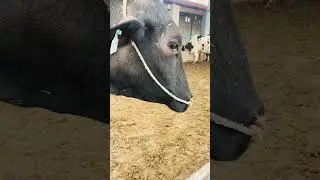 #cow #cattleworld #cattledisease #khanmilkology #farming #bullfarm #dairy #funny #shorts