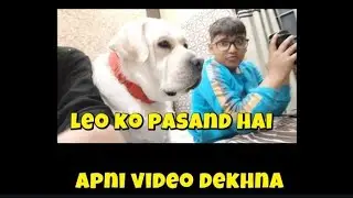 Leo Ko Apni Video Dekhna Bhot Pasand Hai😘🐶🐾#subscribe #vlog #cutenessoverload #leowithmummavlog