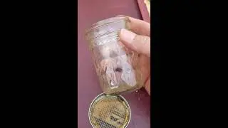 Mason jelly jar external small hive beetle trap.