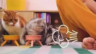 Кошки реагируют на кормление 💨 Пока они едят