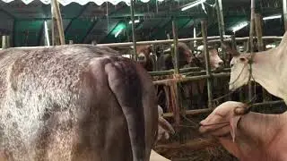 Unique Color Bull-2017 at Gabtoli Cow Haat In Bangladesh.
