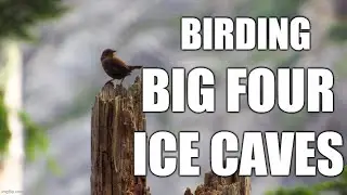 Birding Big four Ice Caves Trail