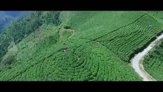 Kebun teh kemuning