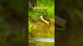 🔥Fish Vs Snake 🐟🐍? I #shorts