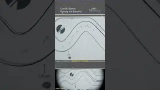 First sperm races held on 'World&rsquo;s smallest racetrack'
