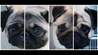 The Purge: Pugdemic |  Pug Grooming Trailer