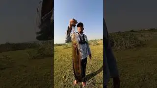 Badi Murrel Ka shikar Big Size #murrelfishing  #snakehead