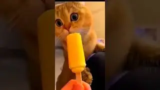 🤣#funny #plese_subscribe #catgames #cutecatshorts 😘 #hindufestival #religion #mmsmoa