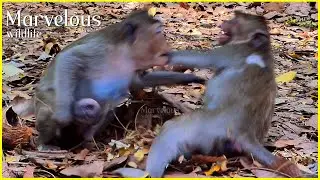 O/h...! Orphanedd Jonna d!sappointmentt with Saxon's behavior nott suitable, Wildlife families