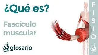 FASC&Iacute;CULO MUSCULAR | Qu&eacute; es, d&oacute;nde se encuentra, componentes y cu&aacute;l es su funci&oacute;n