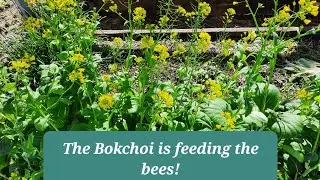 Bok choi in flower. There's so many bees! 