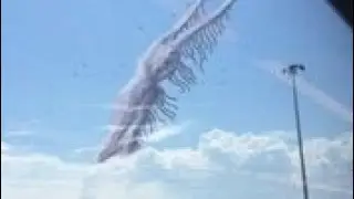 Bird Watcher sound effect