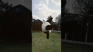 panda backflip