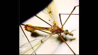 Tipula lunata  by THeo