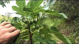Growing Figs 16 Jan 2026