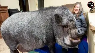 Babi Raksasa ini dijadikan hewan peliharaan di dalam rumah ( francisco pig )#babibesar