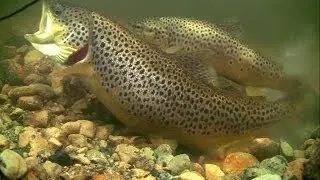 Brown trout mating spawning shedding/ lying eggs in wild underwater. Нерест форели подводная съёмка.