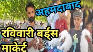 Ahmedabad bird's market/रविवारी बर्ड्स माकेर्ट/Sunday bird's market/Ahmedabad pet market/ravivari.