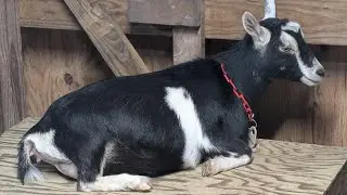 Udder Clip On Miracle | Attempting To Do Hooves 