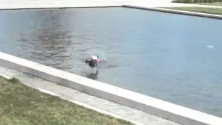 PIT BULL, DOCKDIVING, DISC DOG