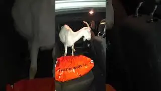 Goat In The Car!! | #funny #animals #goat