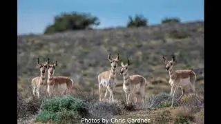 Tejon Talk #6: Pronghorn in the Antelope Valley