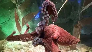 Giant Pacific Octopus at SEA LIFE ORLANDO in Motion, Changing Colors at I-Drive 360