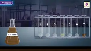 Determination of pH using pH papers or Universal Indicator | Chemistry Experiment | Grade 10
