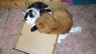 Simba: 