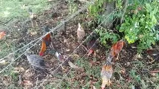 El trabajo del días a días alimentación y crianzas 🐓💯
