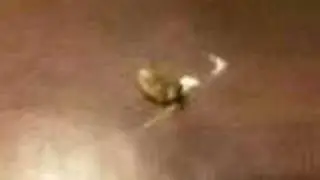 June Bug Dance