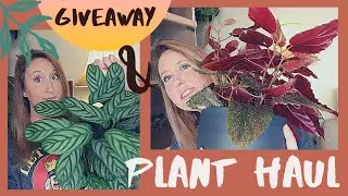Last PLANT HAUL of 2020 || GIVEAWAY Announcement || Houseplant Haul