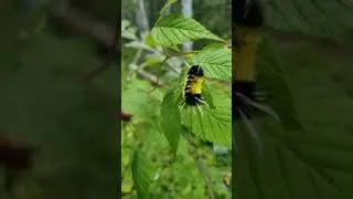 A really pretty black and yellow caterpillar.
