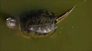 Common Snapping Turtles Mating