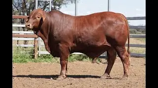 Lot 18 Locarno Thunder
