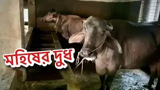 মহিষের দুধ আমরা কিভাবে প্যাকেট করে রাখি || Sikder Agro