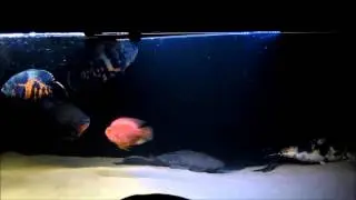Want fish? Things to think about